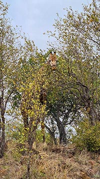 Trova la giraffa al Kruger!